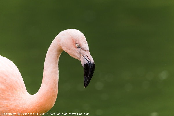 Chilean flamingo on the waters edge Picture Board by Jason Wells