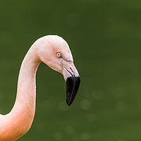Buy canvas prints of Chilean flamingo on the waters edge by Jason Wells