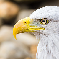 Buy canvas prints of Side on head shot of a Bald Eagle by Jason Wells