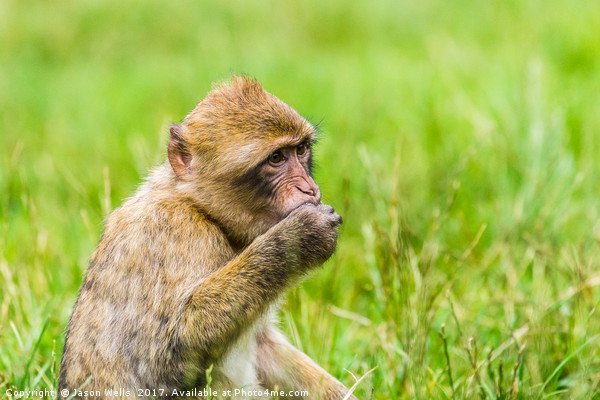 Barbary macaque enjoying some grapes Picture Board by Jason Wells