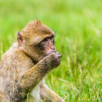 Buy canvas prints of Barbary macaque enjoying some grapes by Jason Wells