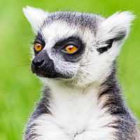 Buy canvas prints of Ring-tailed lemur portrait by Jason Wells