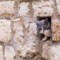 Buy canvas prints of Cat peering out by Jason Wells