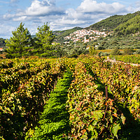 Buy canvas prints of Posip grapes being grown in Cara by Jason Wells