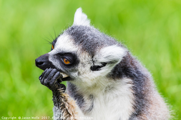 Ring-tailed lemur feeding Picture Board by Jason Wells