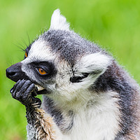 Buy canvas prints of Ring-tailed lemur feeding by Jason Wells