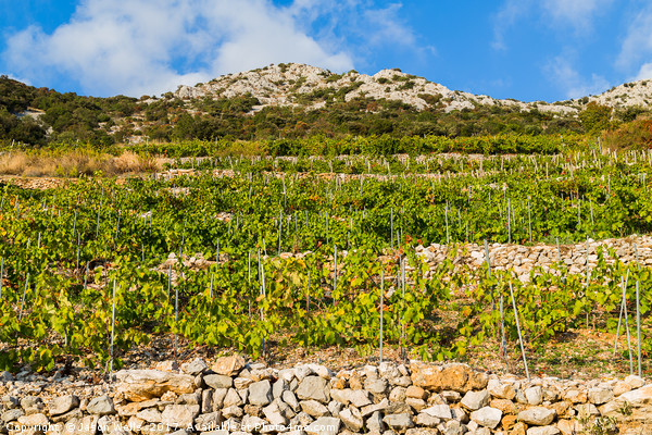 Typical vineyard in Trstenik on the sloping hillsi Picture Board by Jason Wells