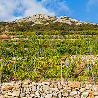 Buy canvas prints of Typical vineyard in Trstenik on the sloping hillsi by Jason Wells