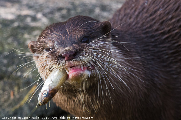 Asian small-clawed otter chewing Picture Board by Jason Wells