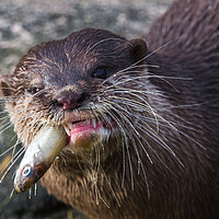 Buy canvas prints of Asian small-clawed otter chewing by Jason Wells