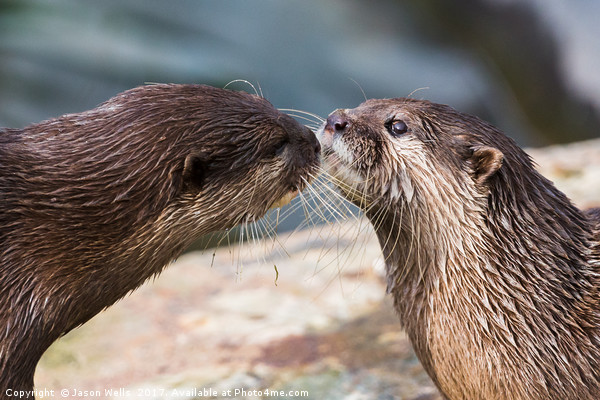 Asian small-clawed otter pair Picture Board by Jason Wells
