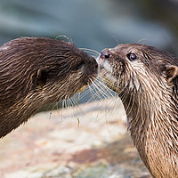 Buy canvas prints of Asian small-clawed otter pair by Jason Wells