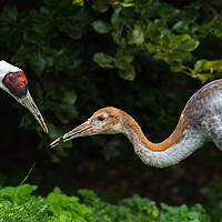 Buy canvas prints of Red crowned crane feeding its chick by Jason Wells