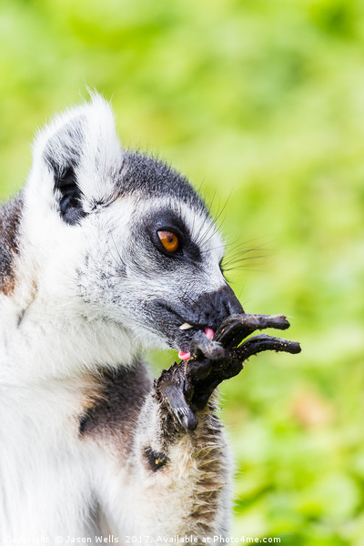 Ring-tailed lemur cleaning itself Picture Board by Jason Wells