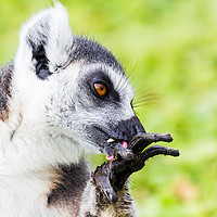 Buy canvas prints of Ring-tailed lemur cleaning itself by Jason Wells