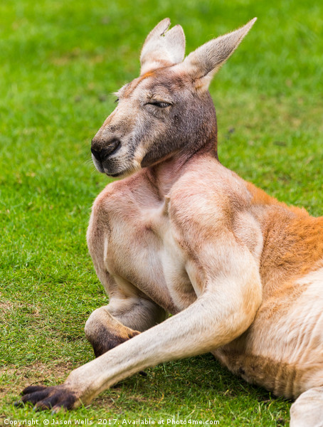 Red kangaroo enjoying the sunshine Picture Board by Jason Wells