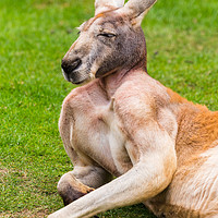 Buy canvas prints of Red kangaroo enjoying the sunshine by Jason Wells