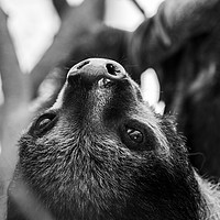 Buy canvas prints of Southern two-toed sloth  by Jason Wells