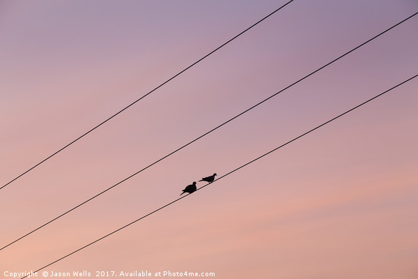 Pair of pigeons on a telegraph wire Picture Board by Jason Wells
