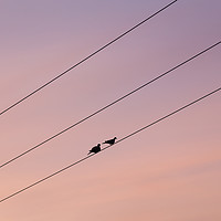 Buy canvas prints of Pair of pigeons on a telegraph wire by Jason Wells