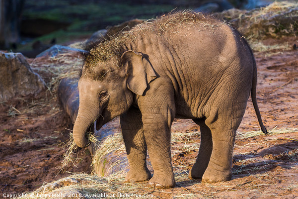 Asian elephant calf Picture Board by Jason Wells