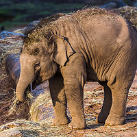Buy canvas prints of Asian elephant calf by Jason Wells