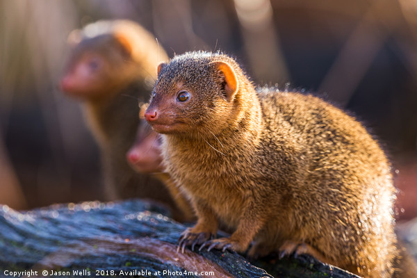 Common dwarf mongoose Picture Board by Jason Wells