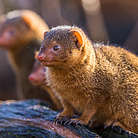 Buy canvas prints of Common dwarf mongoose by Jason Wells
