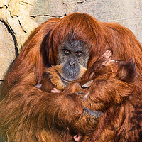 Buy canvas prints of Mother and baby Sumatran Orangutans by Jason Wells