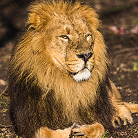 Buy canvas prints of Asiatic lion in the sunshine by Jason Wells
