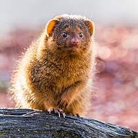Buy canvas prints of Backlit Common dwarf mongoose by Jason Wells