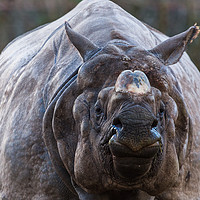 Buy canvas prints of Greater one-horned rhinoceros by Jason Wells