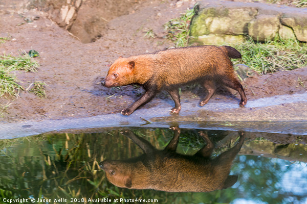 Reflection of a Bush dog Picture Board by Jason Wells