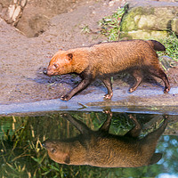 Buy canvas prints of Reflection of a Bush dog by Jason Wells