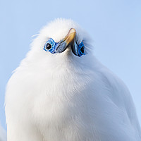 Buy canvas prints of Close up of a Bali starling by Jason Wells