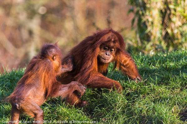 Sumatran Orangutan pair playing Picture Board by Jason Wells