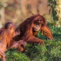Buy canvas prints of Sumatran Orangutan pair playing by Jason Wells