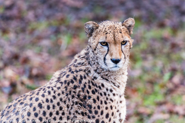 African Cheetah pauses from a feed Picture Board by Jason Wells