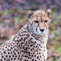 Buy canvas prints of African Cheetah pauses from a feed by Jason Wells
