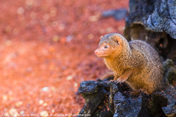 Common dwarf mongoose peers out of a log Picture Board by Jason Wells