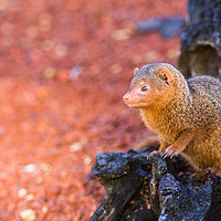 Buy canvas prints of Common dwarf mongoose peers out of a log by Jason Wells