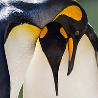 Buy canvas prints of King Penguin pair by Jason Wells