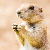 Buy canvas prints of Black tailed prairie dog by Jason Wells