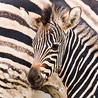 Buy canvas prints of Mother & baby zebra by Jason Wells