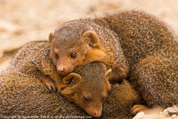 Common dwarf mongoose trio Picture Board by Jason Wells