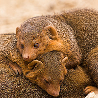 Buy canvas prints of Common dwarf mongoose trio by Jason Wells