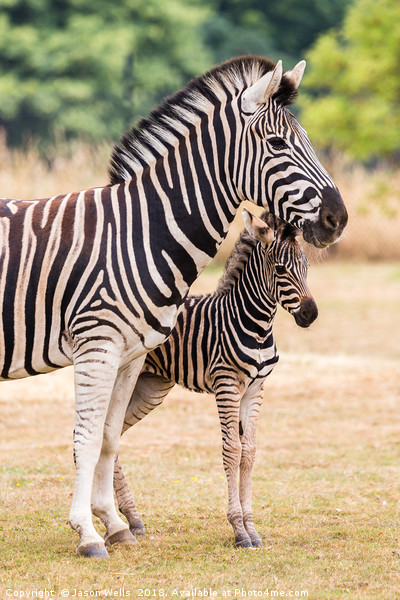 Mother & baby zebra Picture Board by Jason Wells