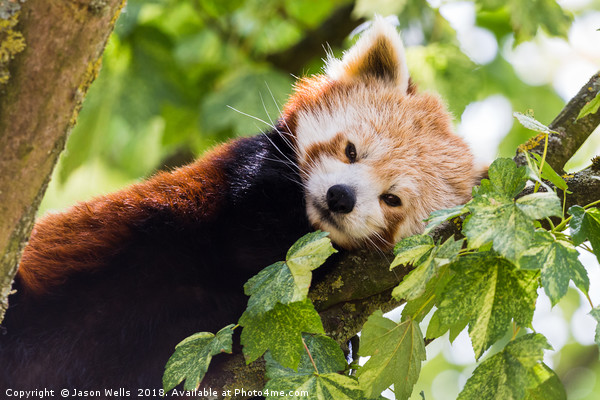 Red Panda Picture Board by Jason Wells