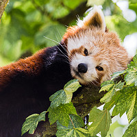 Buy canvas prints of Red Panda by Jason Wells