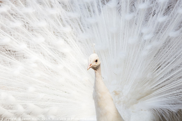 White Peafowl Picture Board by Jason Wells